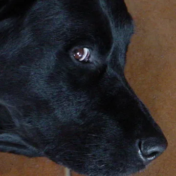 Black dog with a thoughtful look