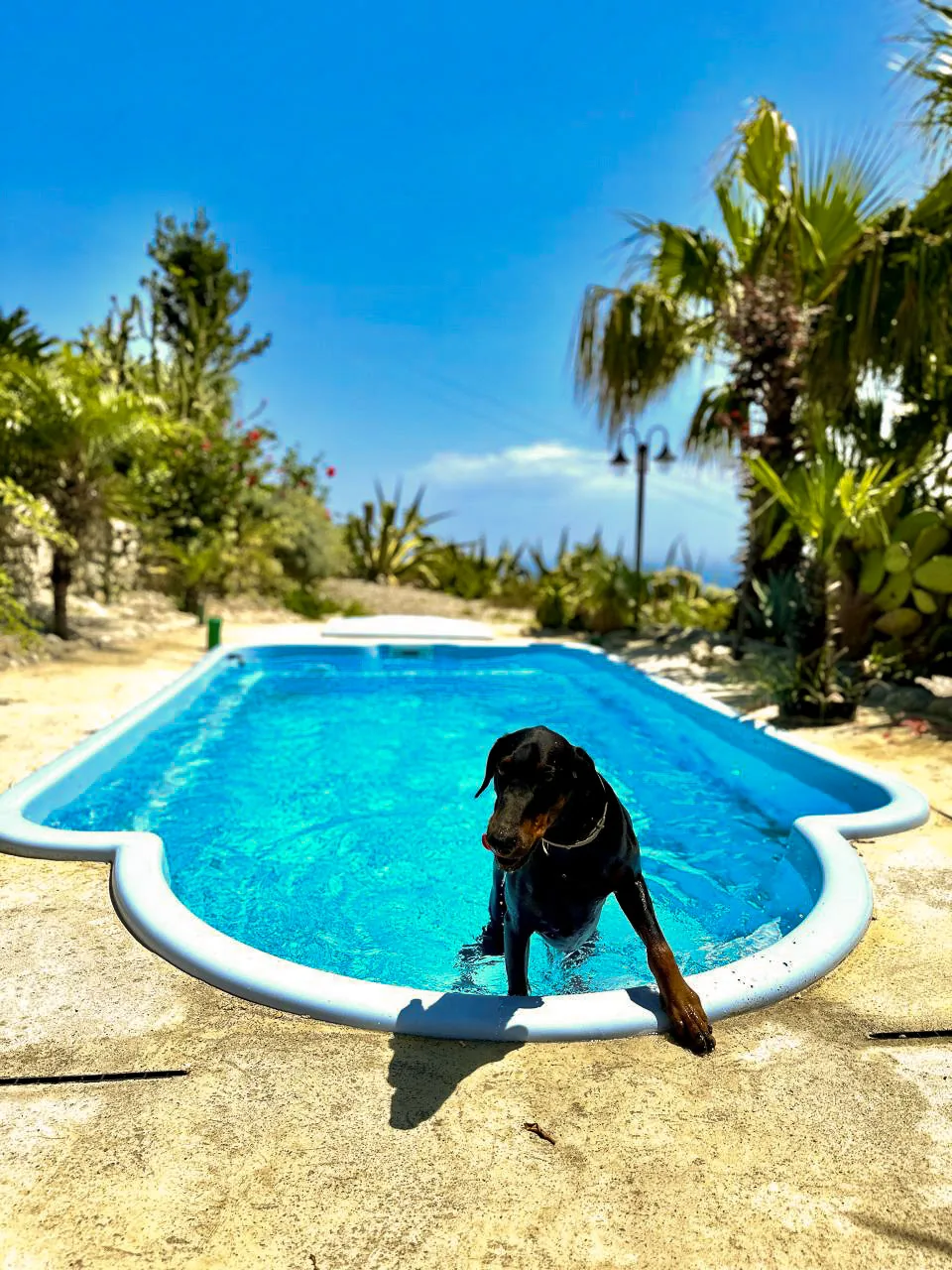 Pool von CasaMia zwischen Palmen und Garten