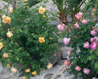 Rosenstraße in Kalabrien mit Rosen, Natursteinwegen und mediterranem Licht – Bild 7 von 43