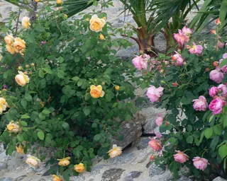 Rose Road in Calabria with roses, natural stone paths and Mediterranean light – image 7