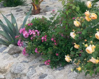 Rose Road in Calabria with roses, natural stone paths and Mediterranean light – image 8