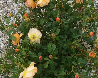 Rose Road in Calabria with roses, natural stone paths and Mediterranean light – image 12
