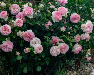 Rosenstraße in Kalabrien mit Rosen, Natursteinwegen und mediterranem Licht – Bild 15 von 43