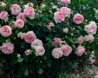 Rose Road in Calabria with roses, natural stone paths and Mediterranean light – image 15