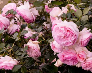 Rose Road in Calabria with roses, natural stone paths and Mediterranean light – image 23
