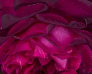 Rose Road in Calabria with roses, natural stone paths and Mediterranean light – image 24