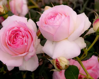 Rose Road in Calabria with roses, natural stone paths and Mediterranean light – image 25