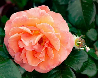 Rose Road in Calabria with roses, natural stone paths and Mediterranean light – image 29