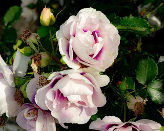 Rose Road in Calabria with roses, natural stone paths and Mediterranean light – image 30