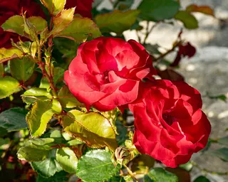 Rose Road in Calabria with roses, natural stone paths and Mediterranean light – image 31