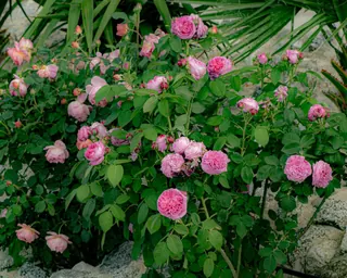 Rose Road in Calabria with roses, natural stone paths and Mediterranean light – image 32