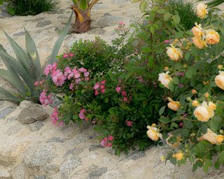 Rosenstraße in Kalabrien mit Rosen, Natursteinwegen und mediterranem Licht – Bild 34 von 43