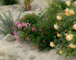 Rose Road in Calabria with roses, natural stone paths and Mediterranean light – image 34