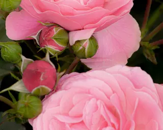 Rose Road in Calabria with roses, natural stone paths and Mediterranean light – image 35