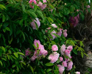 Rose Road in Calabria with roses, natural stone paths and Mediterranean light – image 36