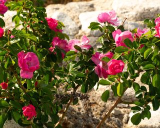 Rosenstraße in Kalabrien mit Rosen, Natursteinwegen und mediterranem Licht – Bild 38 von 43