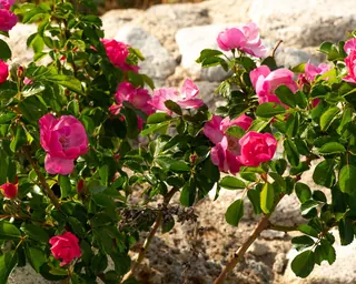 Rose Road in Calabria with roses, natural stone paths and Mediterranean light – image 38