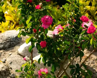 Rose Road in Calabria with roses, natural stone paths and Mediterranean light – image 39