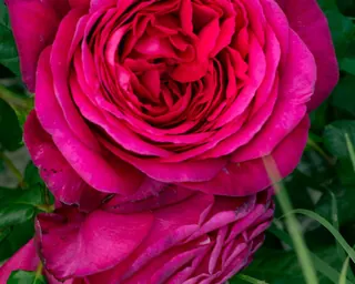 Rose Road in Calabria with roses, natural stone paths and Mediterranean light – image 43