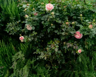 Rose Road in Calabria with roses, natural stone paths and Mediterranean light – image 46