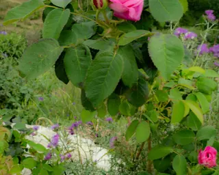 Rose Road in Calabria with roses, natural stone paths and Mediterranean light – image 48