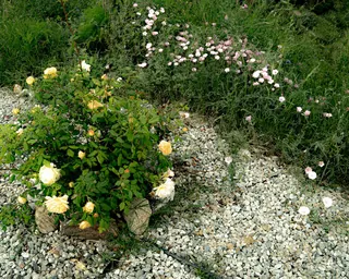 Rose Road in Calabria with roses, natural stone paths and Mediterranean light – image 49