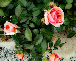 Rose Road in Calabria with roses, natural stone paths and Mediterranean light – image 52