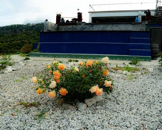 Rose Road in Calabria with roses, natural stone paths and Mediterranean light – image 53