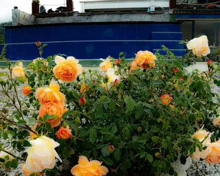 Rose Road in Calabria with roses, natural stone paths and Mediterranean light – image 54