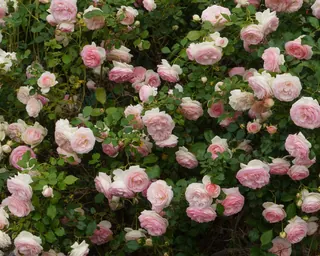 Rose Road in Calabria with roses, natural stone paths and Mediterranean light – image 56