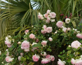 Rose Road in Calabria with roses, natural stone paths and Mediterranean light – image 60