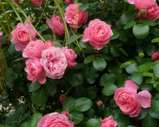 Rose Road in Calabria with roses, natural stone paths and Mediterranean light – image 63