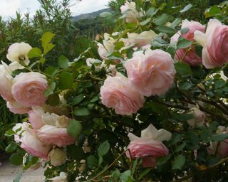 Rosenstraße in Kalabrien mit Rosen, Natursteinwegen und mediterranem Licht – Bild 65 von 43
