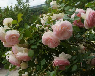 Rose Road in Calabria with roses, natural stone paths and Mediterranean light – image 65