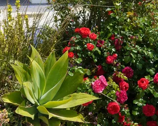 Rose Road in Calabria with roses, natural stone paths and Mediterranean light – image 66