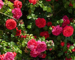 Rosenstraße in Kalabrien mit Rosen, Natursteinwegen und mediterranem Licht – Bild 67 von 43