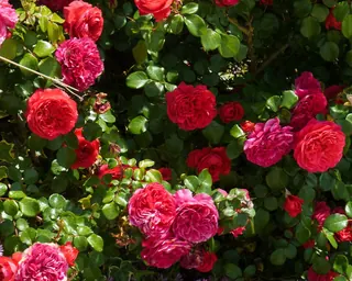 Rose Road in Calabria with roses, natural stone paths and Mediterranean light – image 67