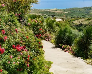 Rose Road in Calabria with roses, natural stone paths and Mediterranean light – image 1